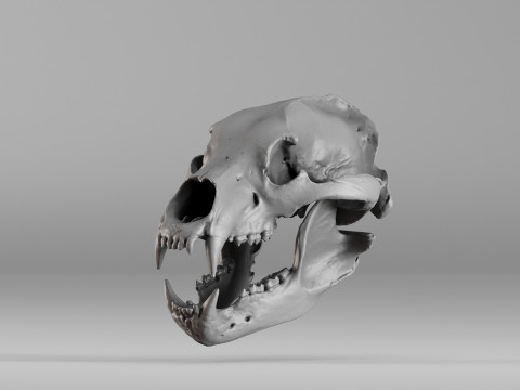 001585 Bear Skull 3dp 3D Print Model