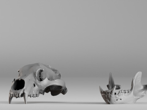 001585 Bear Skull 3dp 3D Print Model