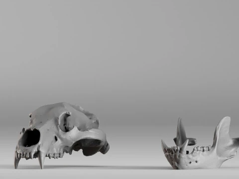 001585 Bear Skull 3dp 3D Print Model