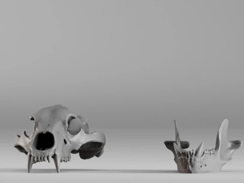 001585 Bear Skull 3dp 3D Print Model