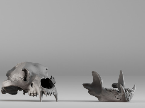 001585 Bear Skull 3dp 3D Print Model