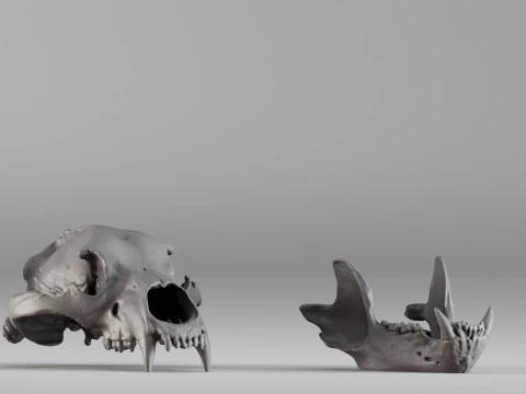 001585 Bear Skull 3dp 3D Print Model