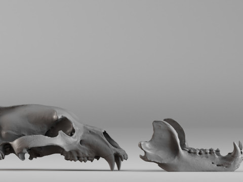 001585 Bear Skull 3dp 3D Print Model