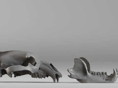 001585 Bear Skull 3dp 3D Print Model