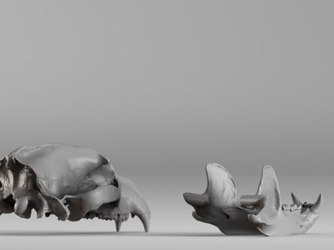 001585 Bear Skull 3dp 3D Print Model