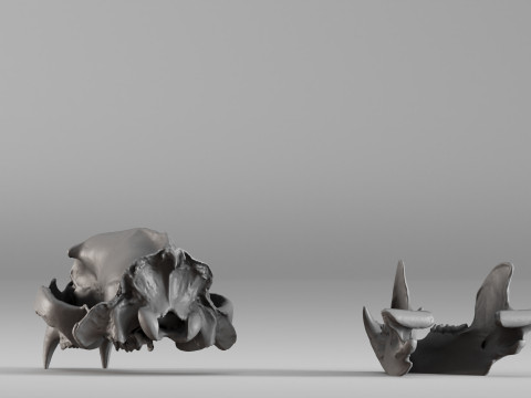 001585 Bear Skull 3dp 3D Print Model