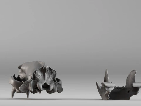 001585 Bear Skull 3dp 3D Print Model