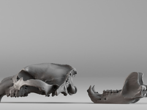 001585 Bear Skull 3dp 3D Print Model