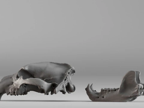 001585 Bear Skull 3dp 3D Print Model