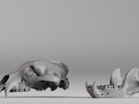 001585 Bear Skull 3dp 3D Print Model