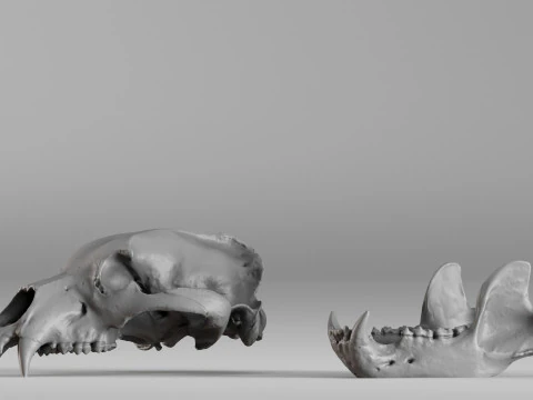 001585 Bear Skull 3dp 3D Print Model