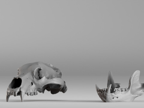 001585 Bear Skull 3dp 3D Print Model