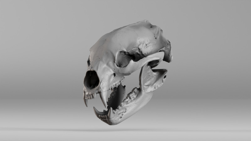001644 Himalayan Bear Skull High-Detail 3D Scan 3D 프린트 모델 .c4d .max .obj .3ds .fbx .stl .blend 