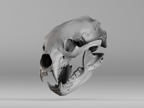 001644 Himalayan Bear Skull High-Detail 3D Scan 3D Baskı Modeli