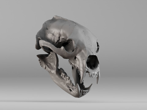 001644 Himalayan Bear Skull High-Detail 3D Scan 3D 프린트 모델