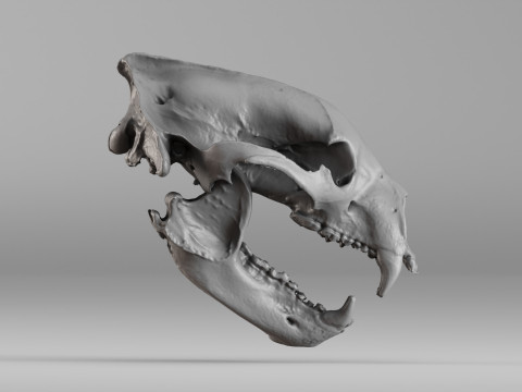 001644 Himalayan Bear Skull High-Detail 3D Scan 3D 프린트 모델