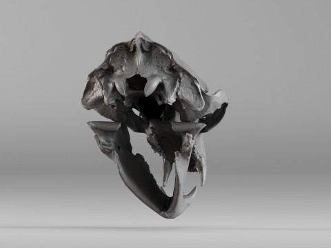 001644 Himalayan Bear Skull High-Detail 3D Scan 3D 프린트 모델