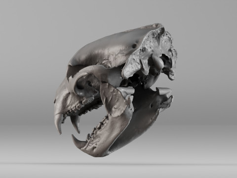 001644 Himalayan Bear Skull High-Detail 3D Scan 3D 프린트 모델