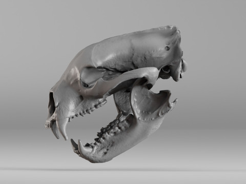 001644 Himalayan Bear Skull High-Detail 3D Scan 3D 프린트 모델