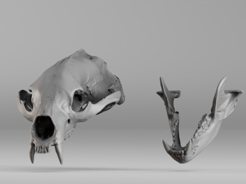 001644 Himalayan Bear Skull High-Detail 3D Scan 3D 프린트 모델