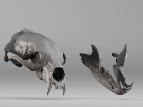001644 Himalayan Bear Skull High-Detail 3D Scan 3D 프린트 모델
