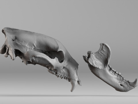 001644 Himalayan Bear Skull High-Detail 3D Scan 3D 프린트 모델