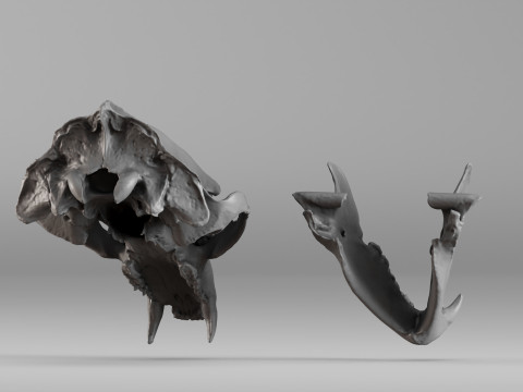 001644 Himalayan Bear Skull High-Detail 3D Scan 3D 프린트 모델