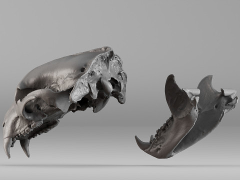 001644 Himalayan Bear Skull High-Detail 3D Scan 3D 프린트 모델