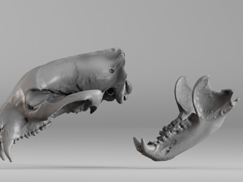 001644 Himalayan Bear Skull High-Detail 3D Scan 3D 프린트 모델