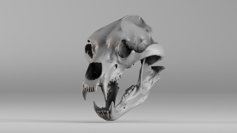 001645 Brown Bear Skull Ultra-Realistic 3D Scan 3D 프린트 모델 .c4d .max .obj .3ds .fbx .stl .blend 