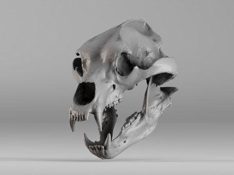 001645 Brown Bear Skull Ultra-Realistic 3D Scan 3D 프린트 모델