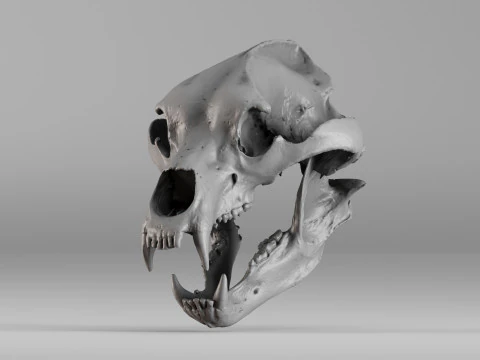 001645 Bruine berenschedel Ultrarealistische 3D-scan 3D printmodel