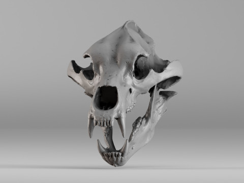 001645 Brown Bear Skull Ultra-Realistic 3D Scan 3D 프린트 모델