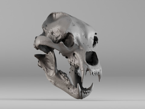 001645 Brown Bear Skull Ultra-Realistic 3D Scan 3D 프린트 모델