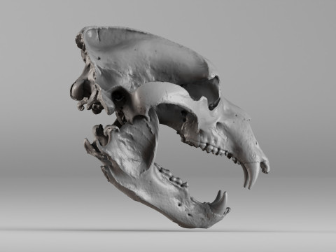 001645 Brown Bear Skull Ultra-Realistic 3D Scan 3D 프린트 모델