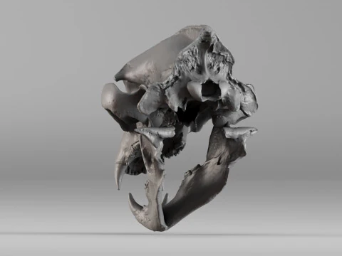 001645 Scansione 3D ultra realistica del teschio dell'orso bruno Modello di stampa 3D