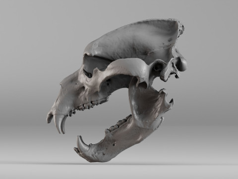 001645 Brown Bear Skull Ultra-Realistic 3D Scan 3D 프린트 모델