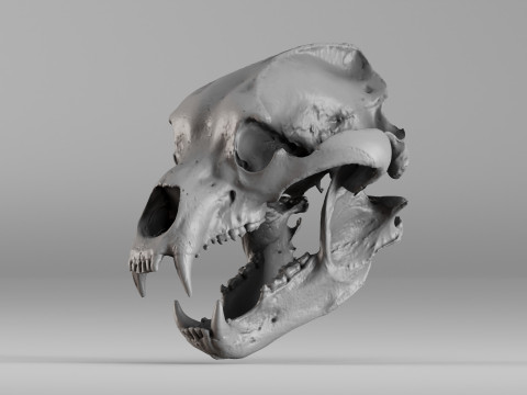 001645 Brown Bear Skull Ultra-Realistic 3D Scan 3D 프린트 모델
