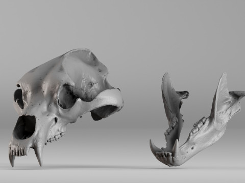 001645 Brown Bear Skull Ultra-Realistic 3D Scan 3D 프린트 모델