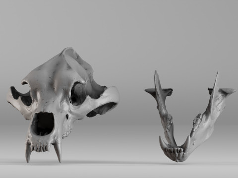 001645 Brown Bear Skull Ultra-Realistic 3D Scan 3D 프린트 모델