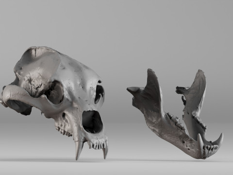 001645 Brown Bear Skull Ultra-Realistic 3D Scan 3D 프린트 모델