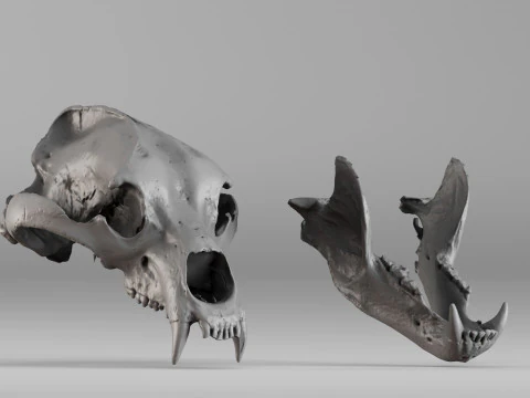 001645 Scansione 3D ultra realistica del teschio dell'orso bruno Modello di stampa 3D