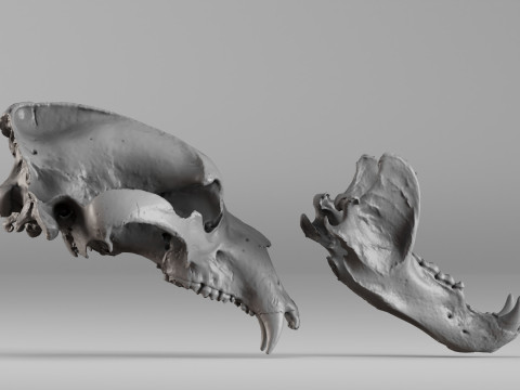 001645 Brown Bear Skull Ultra-Realistic 3D Scan 3D 프린트 모델