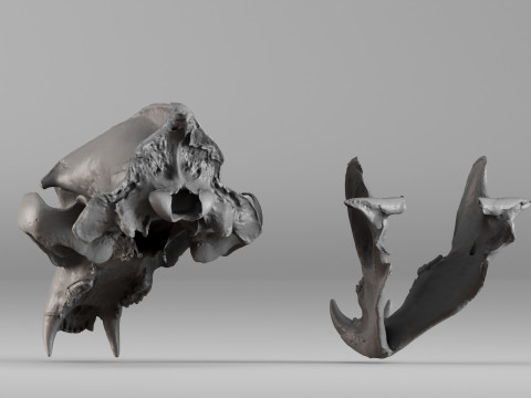 001645 Brown Bear Skull Ultra-Realistic 3D Scan 3D 프린트 모델