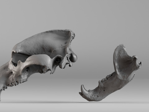 001645 Brown Bear Skull Ultra-Realistic 3D Scan 3D 프린트 모델