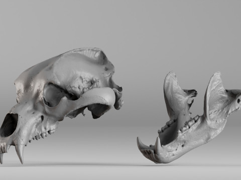 001645 Brown Bear Skull Ultra-Realistic 3D Scan 3D 프린트 모델