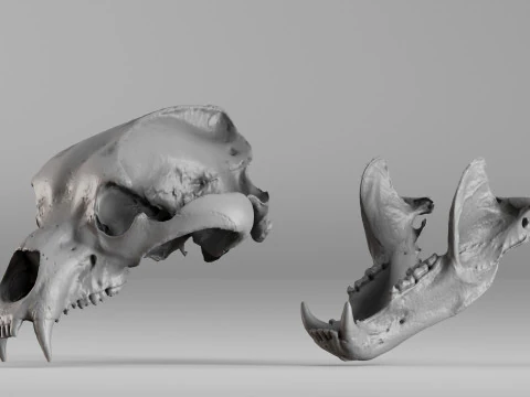 001645 Scansione 3D ultra realistica del teschio dell'orso bruno Modello di stampa 3D