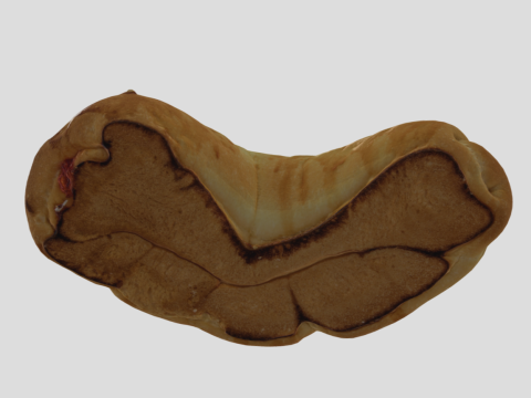 S00018 Curved Rustic Bread Loaf 3D Model
