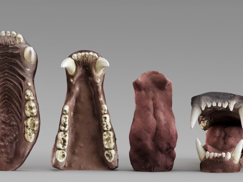 001687 Studio di riferimento scultoreo dell'anatomia della mascella dell'orso Modello 3D