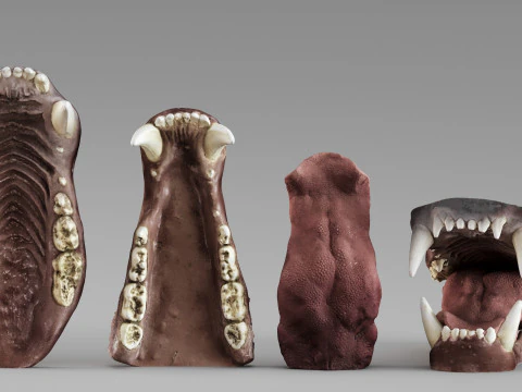 001687 クマの顎の解剖学彫刻リファレンス研究 3Dモデル